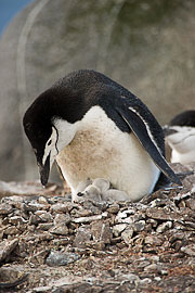 Picture 'Ant1_1_03717 Chick, Chinstrap Penguin, Penguin, Pygoscelis Antarcticus, Antarctica and sub-Antarctic islands, South Shetland Islands, Half Moon Island'